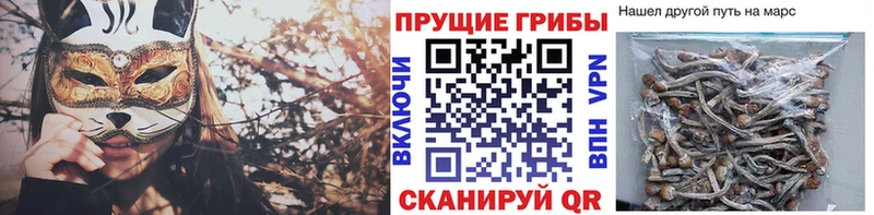 закладка  Копейск  Галлюциногенные грибы Magic Shrooms 